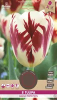 LILLESIBUL TRIUMFTULP FLOREX GRAND PERFECTION 8TK PAKIS