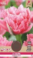 LILLESIBUL NARMASSERVALINE TULP FLOREX BREST CRISPION SWEET 5TK PAKIS