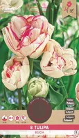 LILLESIBUL TULP FLOREX BELICIA 8TK PAKIS