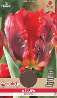 LILLESIBUL PAPAGOIÕIELINE TULP FLOREX ROCOCO 6TK PAKIS