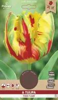 LILLESIBUL PAPAGOIÕIELINE TULP FLOREX TEXAS FLAME 6TK PAKIS