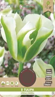 LILLESIBUL ROHELISEÕIELINE TULP FLOREX SPRING GREEN 8TK PAKIS