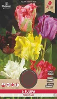 LILLESIBUL PAPAGOIÕIELINE TULP FLOREX PARROT SEGU 6TK PAKIS