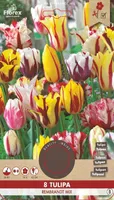 LILLESIBUL TULP FLOREX REMBRANDT SEGU 8TK PAKIS