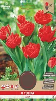 LILLESIBUL TOPELTÕIELINE TULP MADALAKASV FLOREX VIKING ABBA 8TK PAKIS