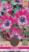 LILLESIBUL TULP FLOREX PULCHELLA LITTLE BEAUTY 10TK PAKIS