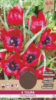 LILLESIBUL TULP FLOREX PULCHELLA LILLIPUT 8TK PAKIS