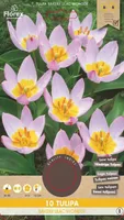 LILLESIBUL TULP FLOREX BAKERII LILAC WONDER 10TK PAKIS