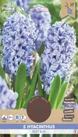 LILLESIBUL HÜATSINT FLOREX DELFT BLUE 5TK PAKIS