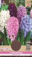LILLESIBUL HÜATSINT FLOREX ORIENTALIS SEGU 5TK PAKIS