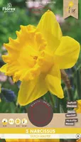 LILLESIBUL NARTSISS FLOREX DUTCH MASTER 5TK PAKIS