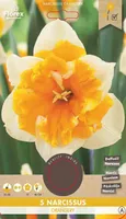LILLESIBUL NARTSISS FLOREX ORANGERIE 5TK PAKIS
