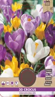 LILLESIBUL SUUREÕIELINE KROOKUS FLOREX GRANDIFLORA MIXED 20TK PAKIS