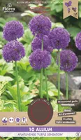 LILLESIBUL KÕRGEKASVULINE LAUK FLOREX PURPLE SENSATION 10TK PAKIS