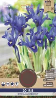 LILLESIBUL IIRIS FLOREX IRIS RETICULATA HARMONY 20TK PAKIS