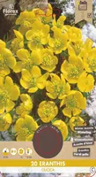 LILLESIBUL KURDISTANI LUMEKUPP FLOREX 20TK PAKIS