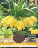 LILLESIBUL HARILIK PÜVILILL FLOREX LUTEA