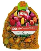 LILLESIBUL TRIUMFTULP MIX FLOREX 10/11 100TK PAKIS