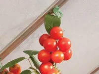 PLASTIKUST RIPUTUSAASAD, UNIVERSAALNE, 10TK PAKIS