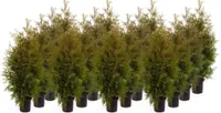 ELUPUU "BRABANT" POTIS 140+CM, 10TK ALUSEL
