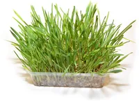 KASSI MURU DUVO+ 100G