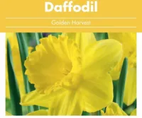 LILLESIBUL NARTSISS FLOREX GOLDEN HARVEST 16/+