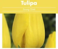 LILLESIBUL TULP FLOREX STRONG GOLD 14/+