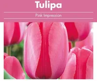 LILLESIBUL TULP FLOREX PINK IMPRESSION 14/+