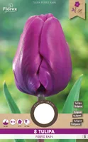 LILLESIBUL KÕRGEKASVULINE TULP FLOREX PURPLE RAIN 8TK PAKIS