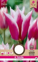 LILLESIBUL LIILIAÕIELINE TULP FLOREX CLAUDIA 8TK PAKIS
