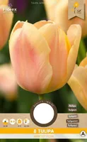 LILLESIBUL TRIUMFTULP FLOREX APRICOT FOXX 8TK PAKIS