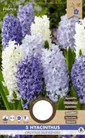 LILLESIBUL HÜATSINT FLOREX ORIENTALIS BLUE-BLENDED 5TK PAKIS