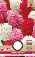 LILLESIBUL HÜATSINT FLOREX ORIENTALIS RED-BLENDED 5TK PAKIS