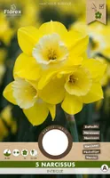 LILLESIBUL NARTSISS FLOREX INTRIGUE 5TK PAKIS