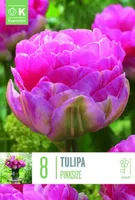 LILLESIBUL KAPITEYN TOPELTÕIELINE HILINE TULP AVEYRON 10TK PAKIS
