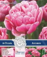 LILLESIBUL KAPITEYN TOPELTÕIELINE HILINE TULP AVEYRON 10TK PAKIS