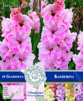 GOFREERITUD GLADIOOL KAPITEYN "KATHERINA" 10TK PAKIS