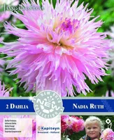 DEKORATIIVDAALIA KAPITEYN "NADIA RUTH" 2TK PAKIS