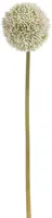 KUNSTTAIM SEASSPRING ALLIUM 66CM KREEM