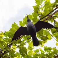 LINNUHIRMUTIS LENDAV RONK BIOOGRÓD
