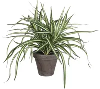 KUNSTLILL MICA DECORATIONS DRAAKONIPUU Ø40X34CM POTIS Ø11,5 VALGE/HALL