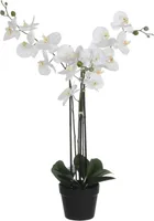 KUNSTLILL MICA DECORATIONS KUUKING POTIS 51X79X75CM VALGE