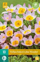 LILLESIBUL JUB TULP BAKERI LILAC WONDER 10TK PAKIS