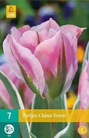 LILLESIBUL TULP CHINA TOWN 7TK