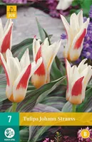 LILLESIBUL JUB TULP JOHANN STRAUSS 7TK PAKIS