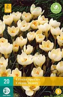 LILLESIBUL JUB KROOKUS CREAM BEAUTY 20TK PAKIS