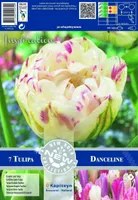 LILLESIBUL KAPITEYN HILINE TÄIDISÕIELINE TULP "DANCELINE"