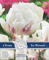 LILLESIBUL KAPITEYN HILINE TÄIDISÕIELINE TULP "ICE WONDER"