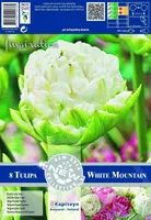 LILLESIBUL KAPITEYN TÄIDISÕIELINE TULP "WHITE MOUNTAIN"