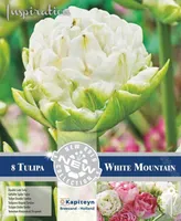 LILLESIBUL KAPITEYN TÄIDISÕIELINE TULP "WHITE MOUNTAIN"